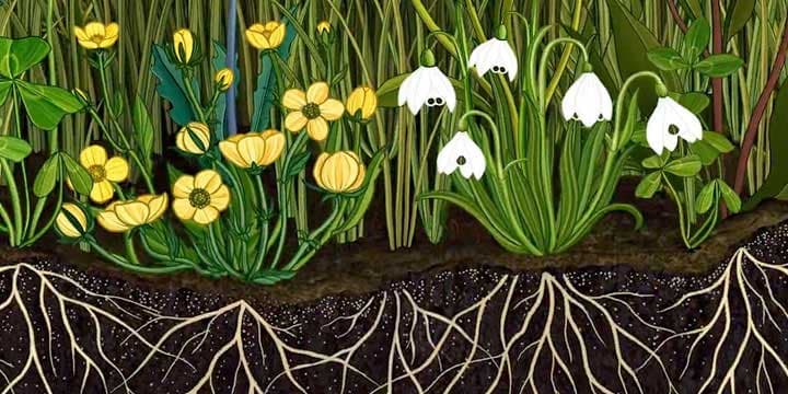 © Azuma Makoto : Story of Flowers.