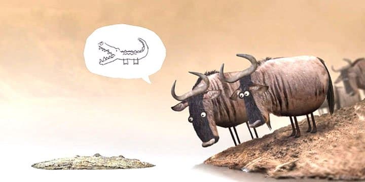 Wildebeest
