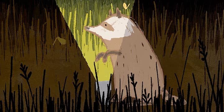 Raccoon and the Light
