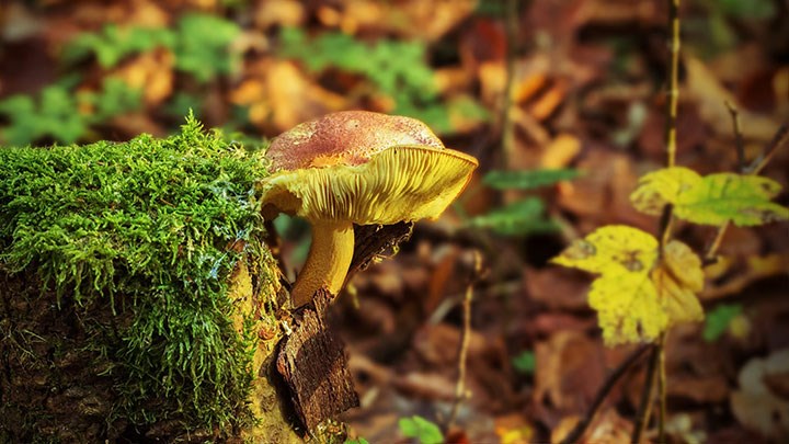 Découverte de l’automne. PxHere, CC0