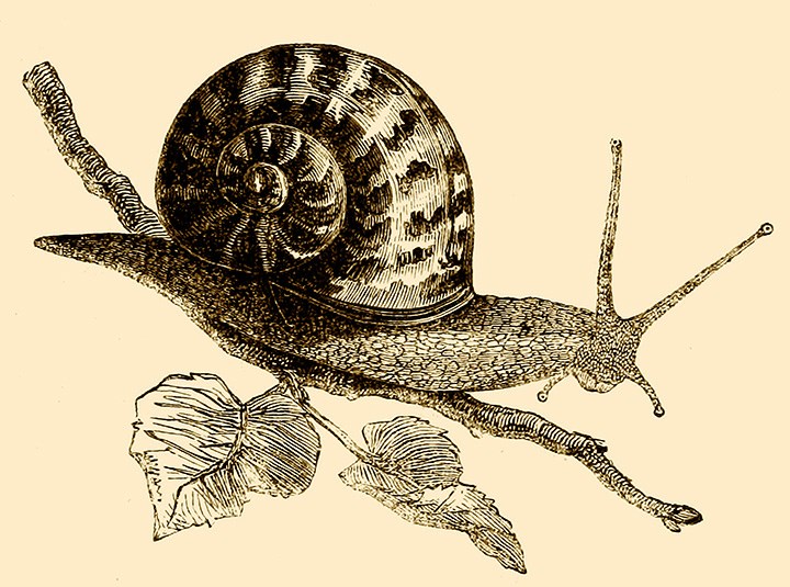 Histoire naturelle : Les mollusques,1854. CC0