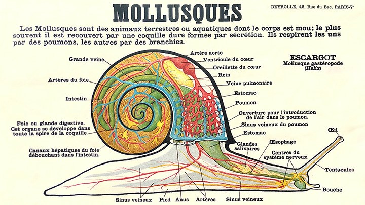 Planche pédagogique, Émile Deyrolle,1890. CC0