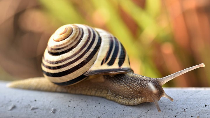 Escargot. PxHere. CC0