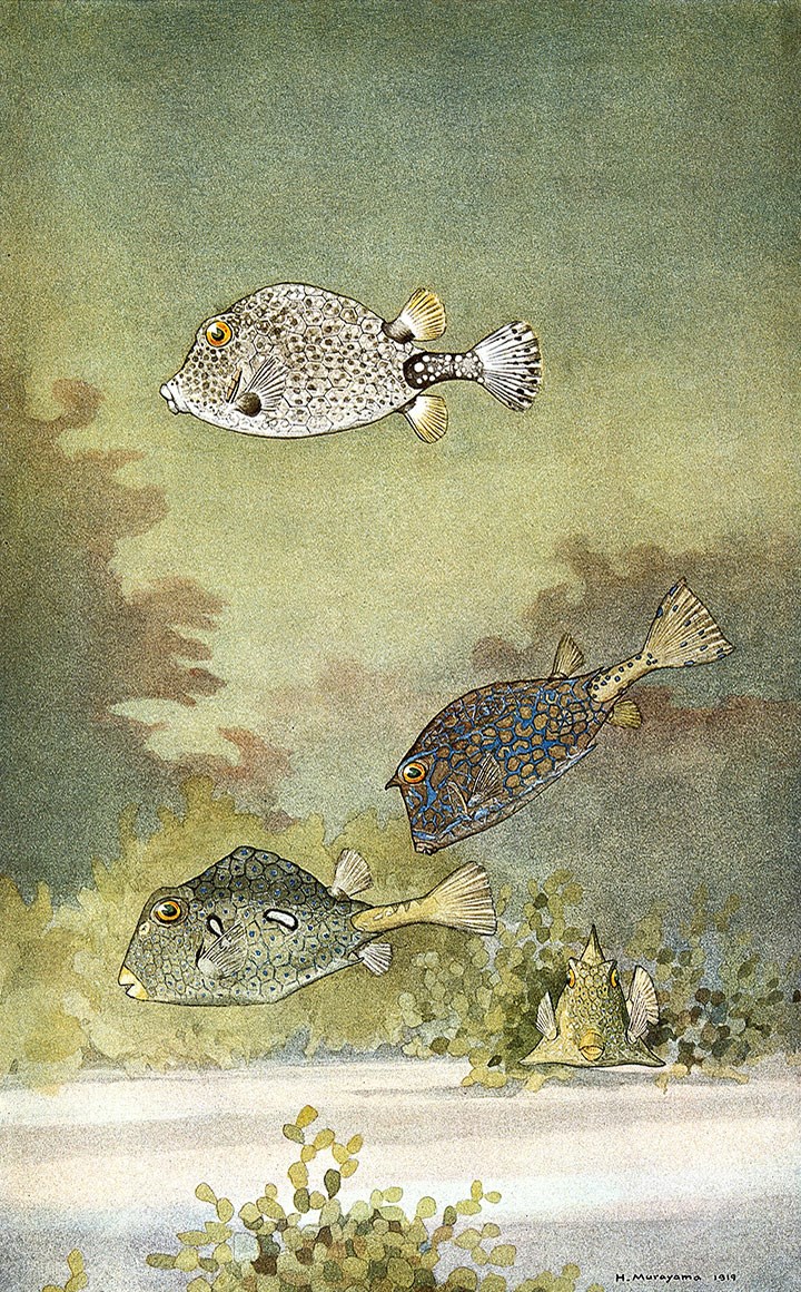 Coquillages et poissons, Hashime Murayama, 1919. Wellcome Collection (CC BY)