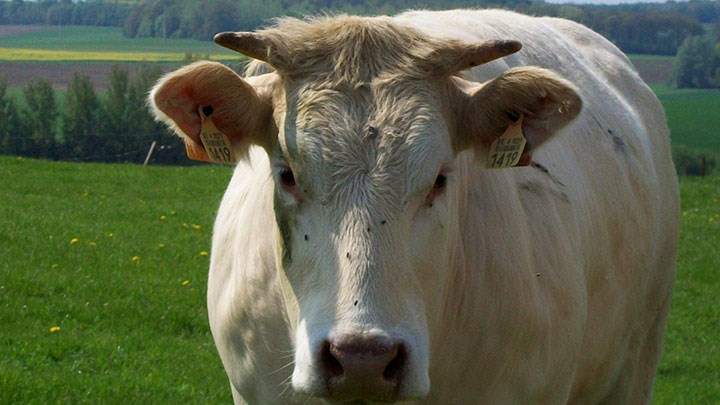 Vache, Marjolein Coppens. CC0