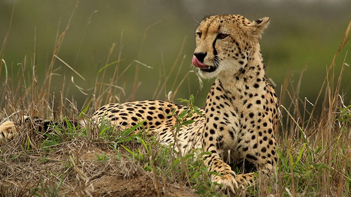 Guepard, Charles-J-Sharp. CC0