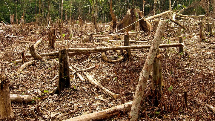 Déforestation, Matt Zimmerman. CC0