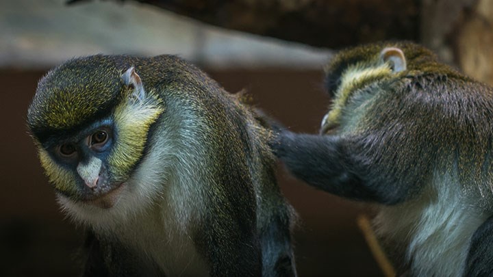 macaques, Pxhere. CC0
