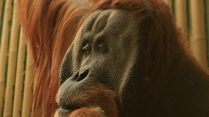 orang-outan, Pxhere. CC0