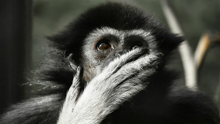 chimpanzé, Pxhere. CC0