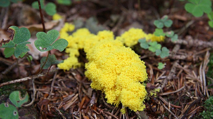 Physarum polycephalum, Gerrit. CC0