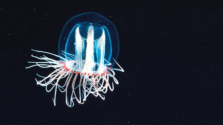 Turritopsis nutricula, Shane Anderson. CC0