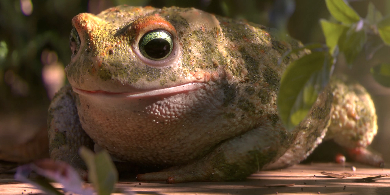 Regardez le film : Garden Party